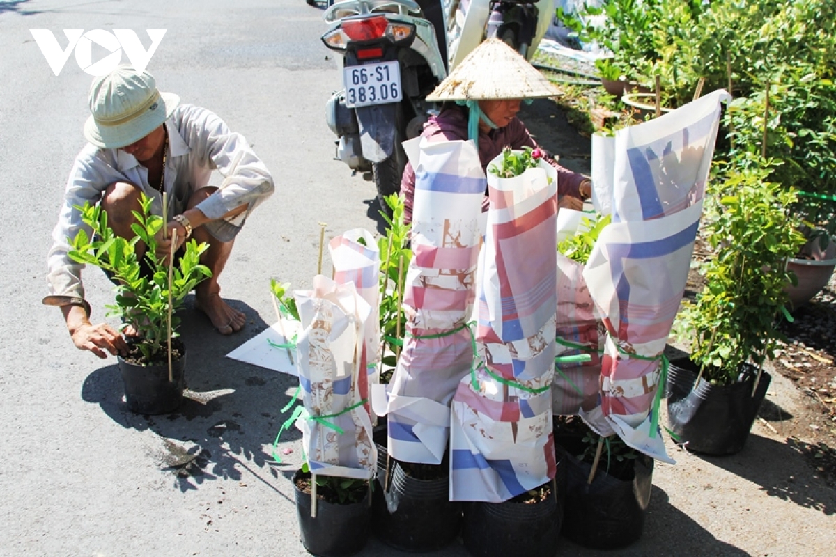 ruc ro sac xuan o lang hoa sa Dec - thu phu hoa lon nhat mien tay hinh anh 13