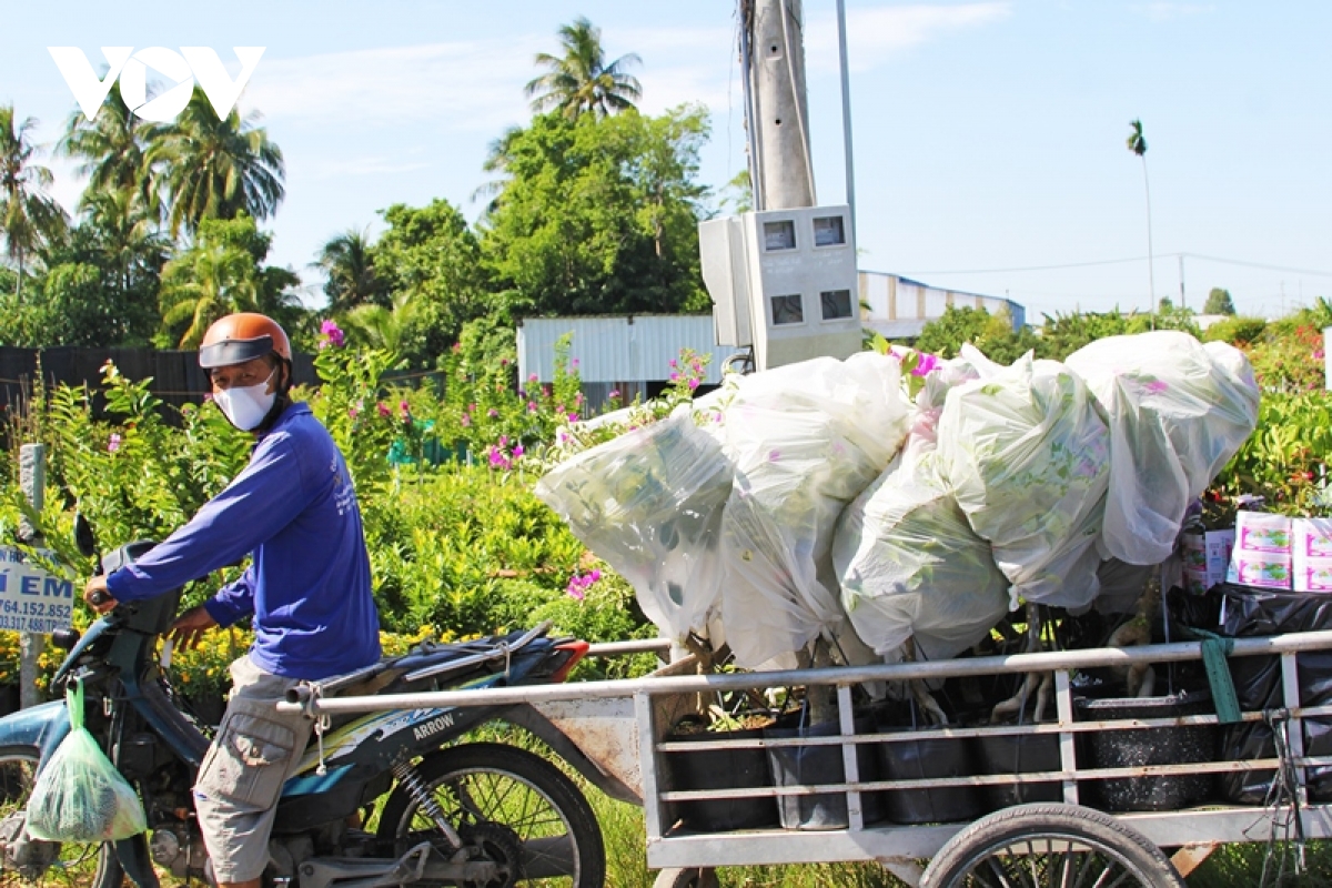 ruc ro sac xuan o lang hoa sa Dec - thu phu hoa lon nhat mien tay hinh anh 14