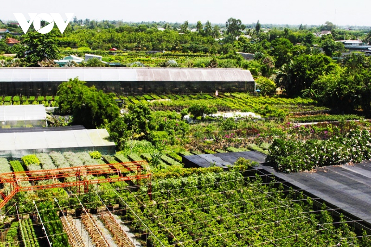 ruc ro sac xuan o lang hoa sa Dec - thu phu hoa lon nhat mien tay hinh anh 5