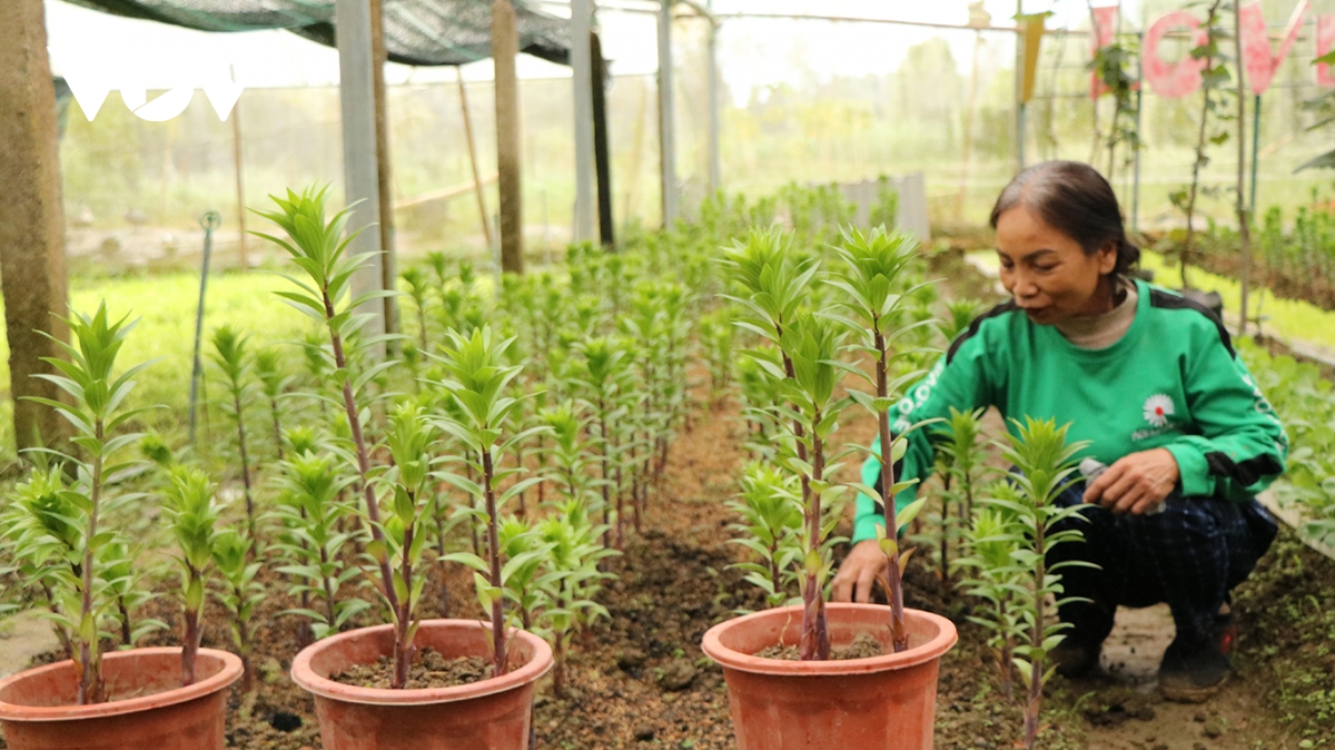 mô hình trông hoa chất lượng cao tạo thu nhập ổn định cho nông dân vùng cao xứ huế hình ảnh 1 mo hinh trong hoa chat luong cao tao thu nhap on dinh cho nong dan vung cao xu hue hinh anh 1