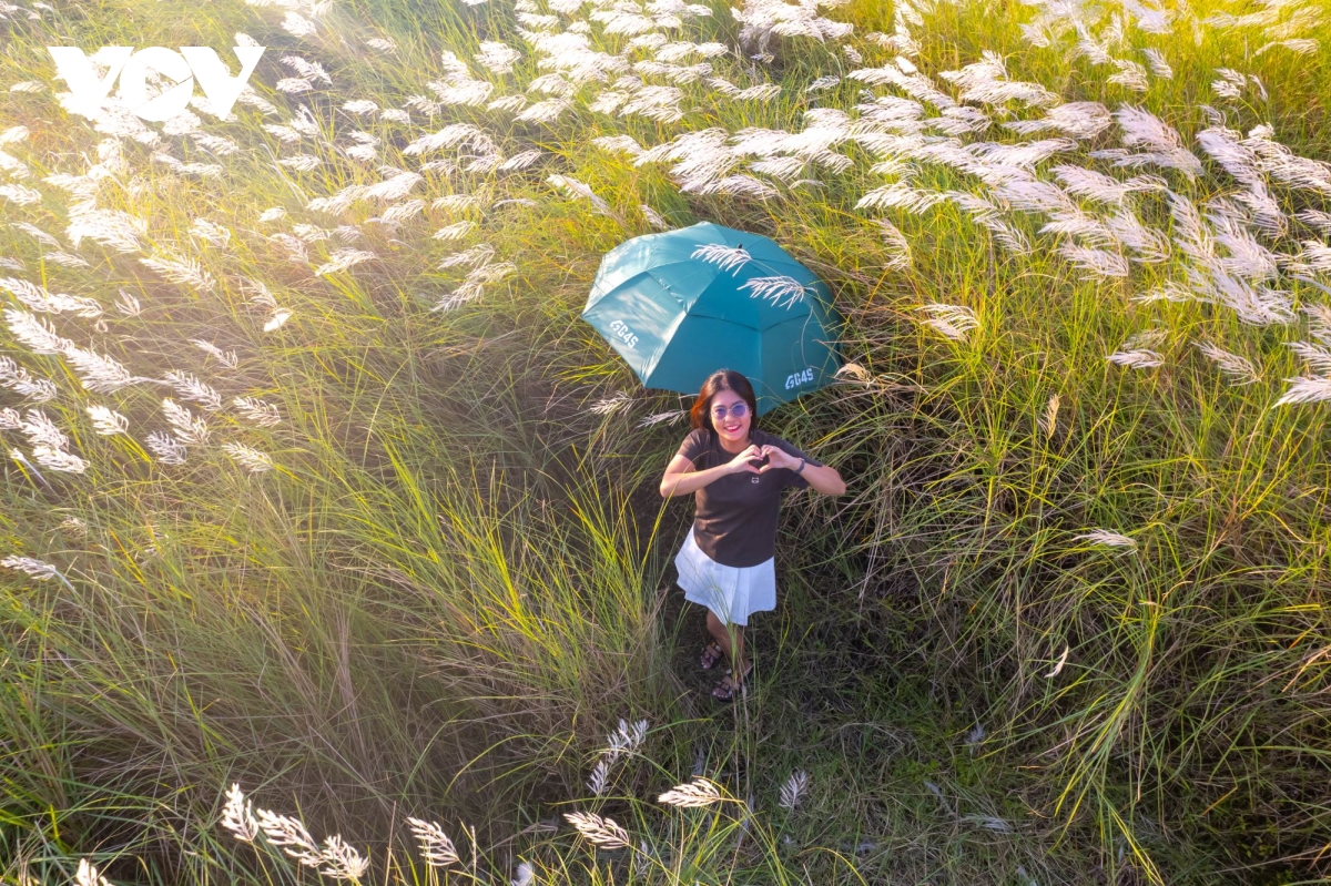 Khung cảnh thơ mộng bên đồng cỏ lau ở Quảng Nam