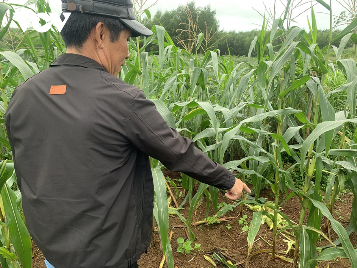 Đàn khỉ đổ bộ cắn phá hoa màu của nông dân quảng ngãi hình ảnh 1 Dan khi do bo can pha hoa mau cua nong dan quang ngai hinh anh 1