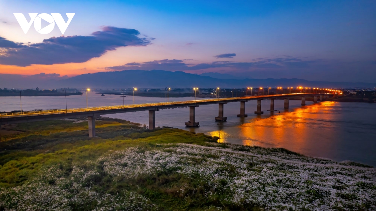 khung cảnh thơ mộng bên đồng cỏ lau ở quảng nam hình ảnh 4 khung canh tho mong ben dong co lau o quang nam hinh anh 4