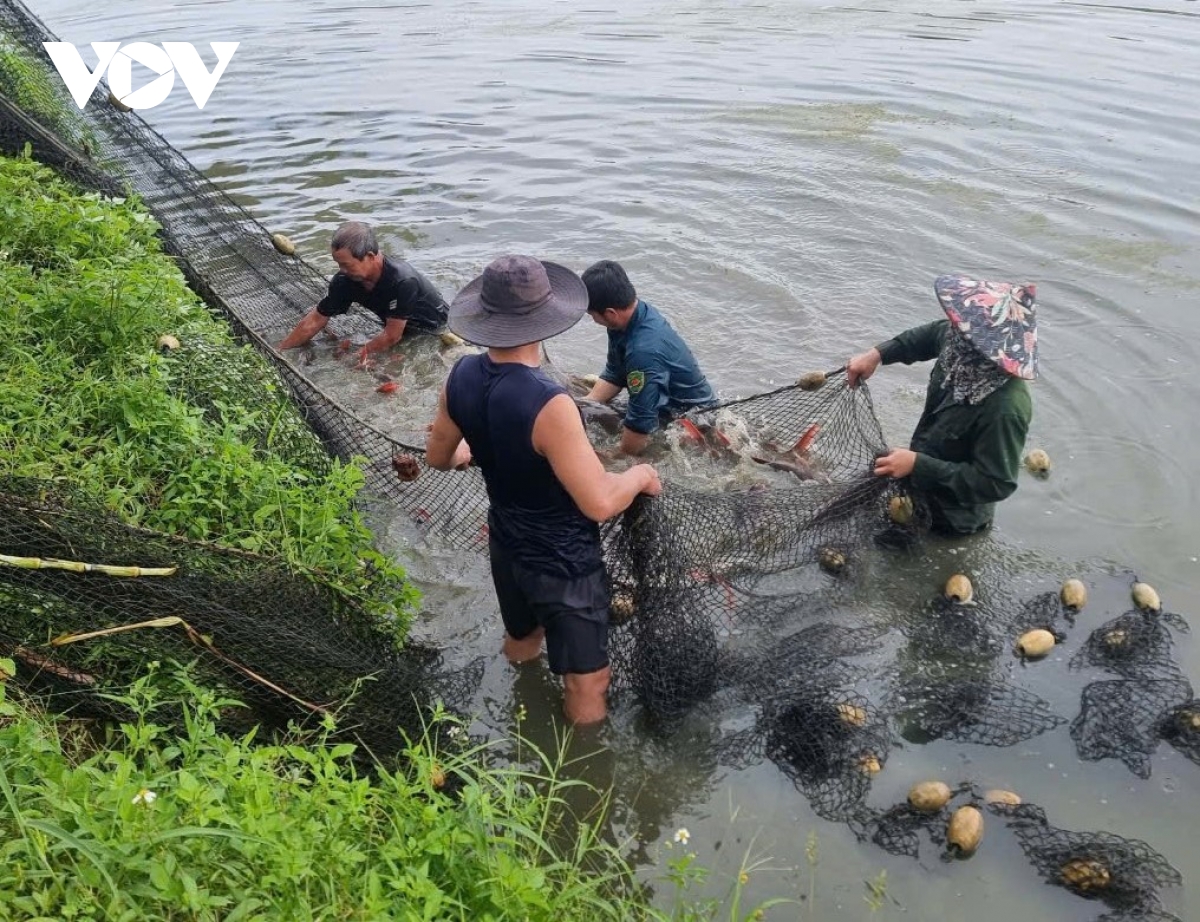 Cá lăng Sêrêpốk vào vụ Tết