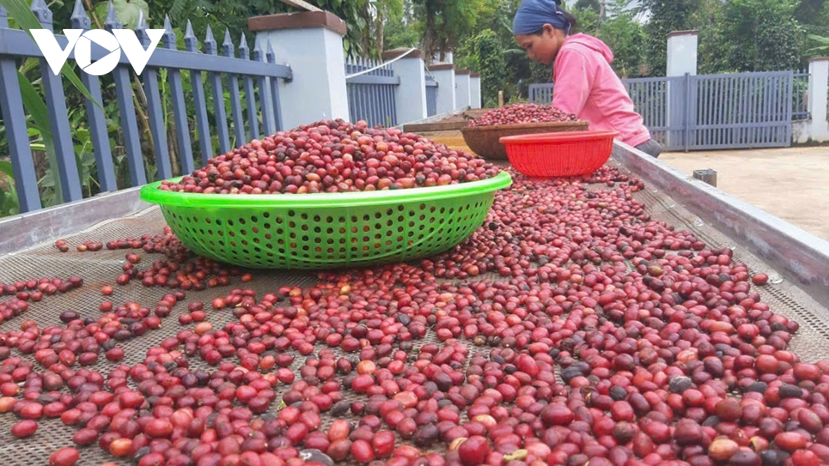 EDe cafe - khat vong buon lang hinh anh 1