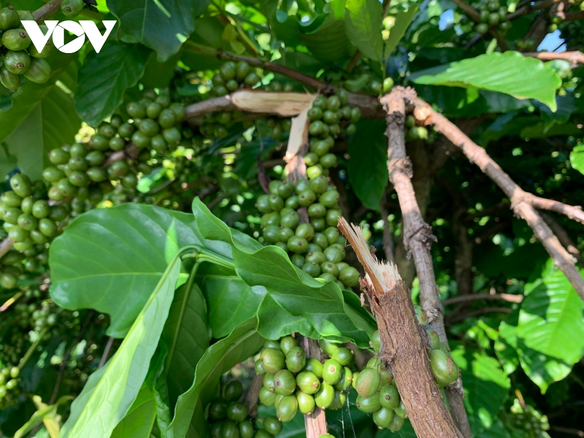 cà phê đỉnh giá, nông dân tây nguyên vừa thu hái vừa lo đề phòng trộm cắp hình ảnh 2 ca phe dinh gia, nong dan tay nguyen vua thu hai vua lo de phong trom cap hinh anh 2