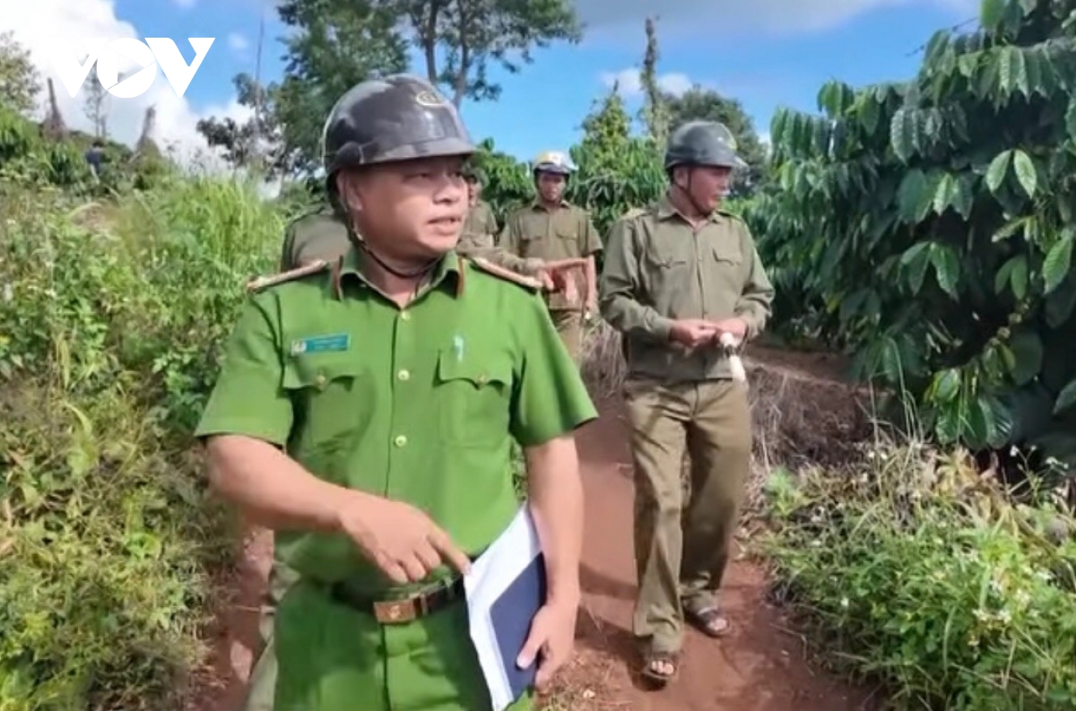 cà phê đỉnh giá, nông dân tây nguyên vừa thu hái vừa lo đề phòng trộm cắp hình ảnh 4 ca phe dinh gia, nong dan tay nguyen vua thu hai vua lo de phong trom cap hinh anh 4