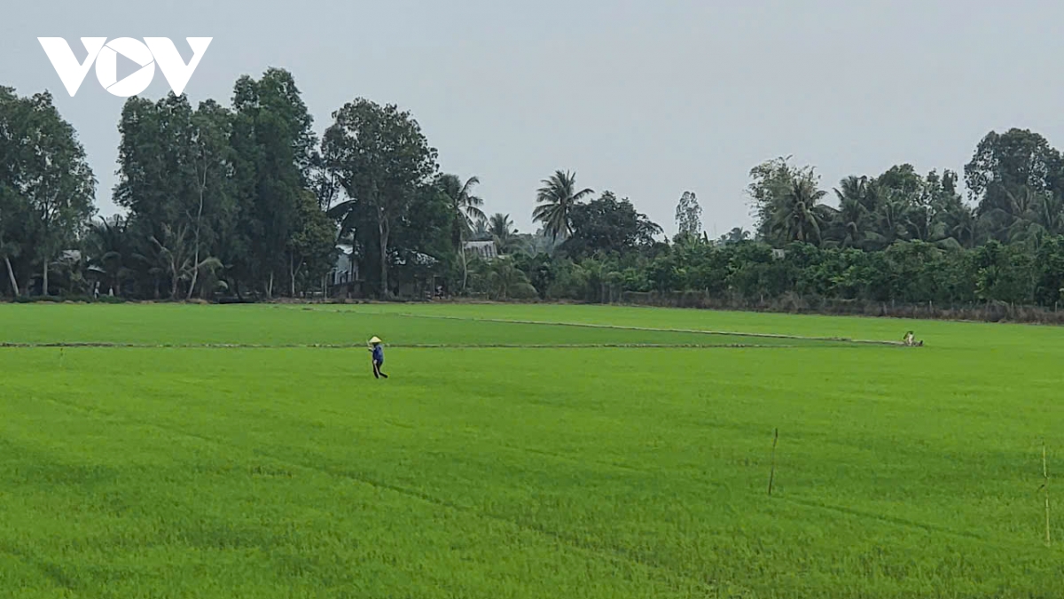 hậu giang áp dụng tiến bộ khoa học kỹ thuật nhằm tăng năng suất vụ lúa Đông xuân hình ảnh 4 hau giang ap dung tien bo khoa hoc ky thuat nham tang nang suat vu lua Dong xuan hinh anh 4