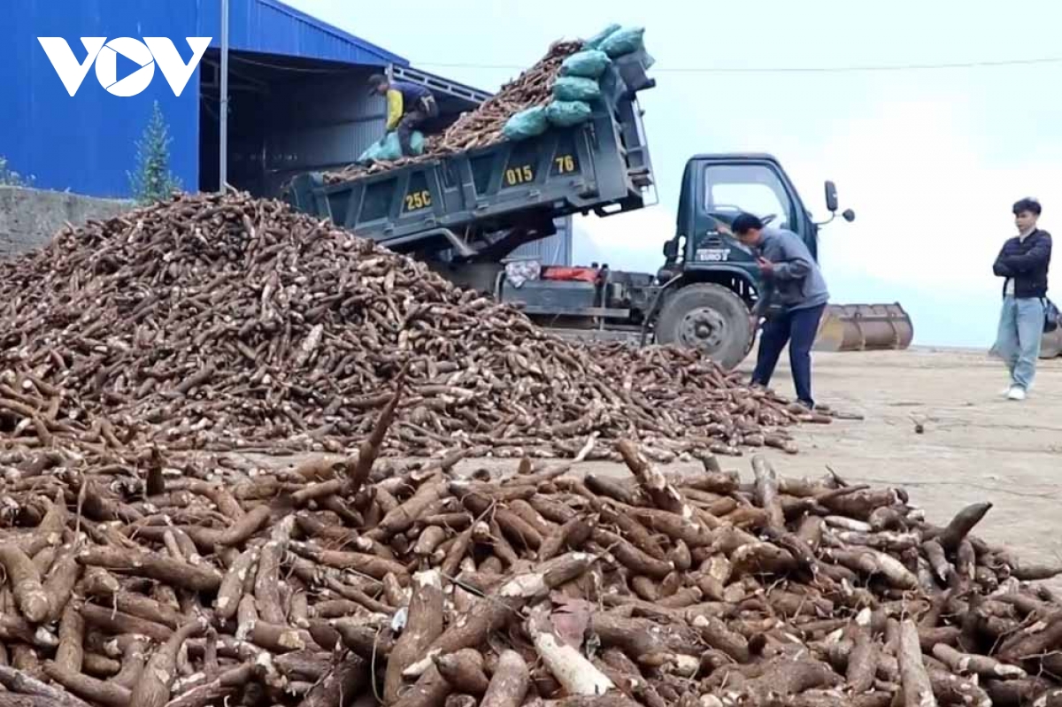 giá thu mua thấp, người trồng sắn ở lai châu đối mặt với khó khăn hình ảnh 1 gia thu mua thap, nguoi trong san o lai chau doi mat voi kho khan hinh anh 1