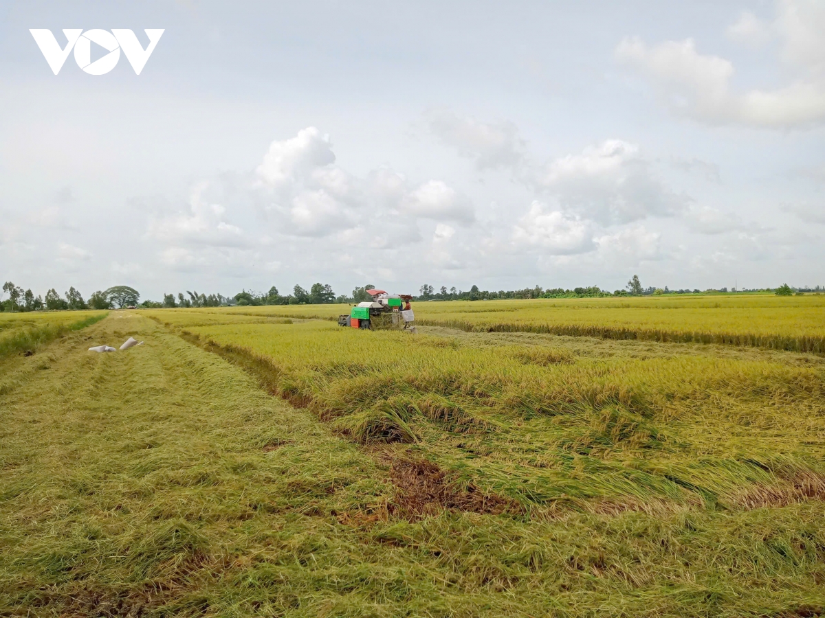 tạo luồng gió mới để vựa lúa Đồng bằng vững bước trong kỷ nguyên vươn mình hình ảnh 2 tao luong gio moi de vua lua Dong bang vung buoc trong ky nguyen vuon minh hinh anh 2