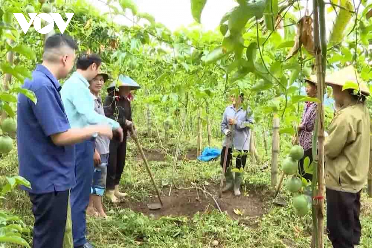 cay chanh leo xoa doi giam ngheo cho vung cao lai chau hinh anh 2