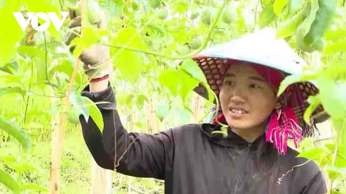 cay chanh leo xoa doi giam ngheo cho vung cao lai chau hinh anh 1