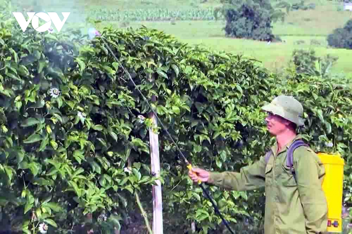 cay chanh leo xoa doi giam ngheo cho vung cao lai chau hinh anh 3