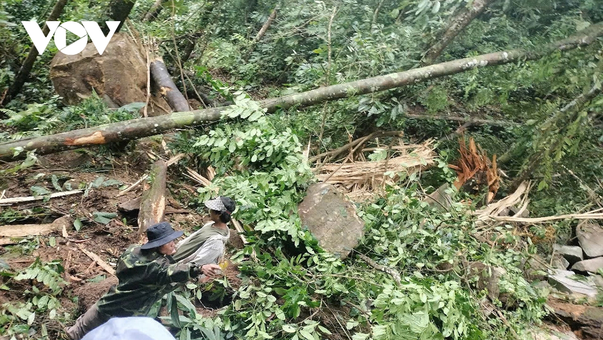 Dong dat o kon tum lam hang chuc tang da lan xuong lang o quang nam hinh anh 2