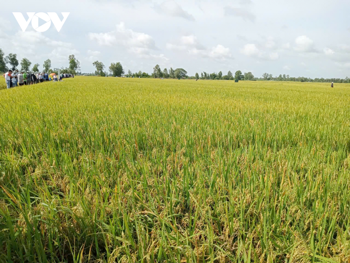 tạo luồng gió mới để vựa lúa Đồng bằng vững bước trong kỷ nguyên vươn mình hình ảnh 3 tao luong gio moi de vua lua Dong bang vung buoc trong ky nguyen vuon minh hinh anh 3