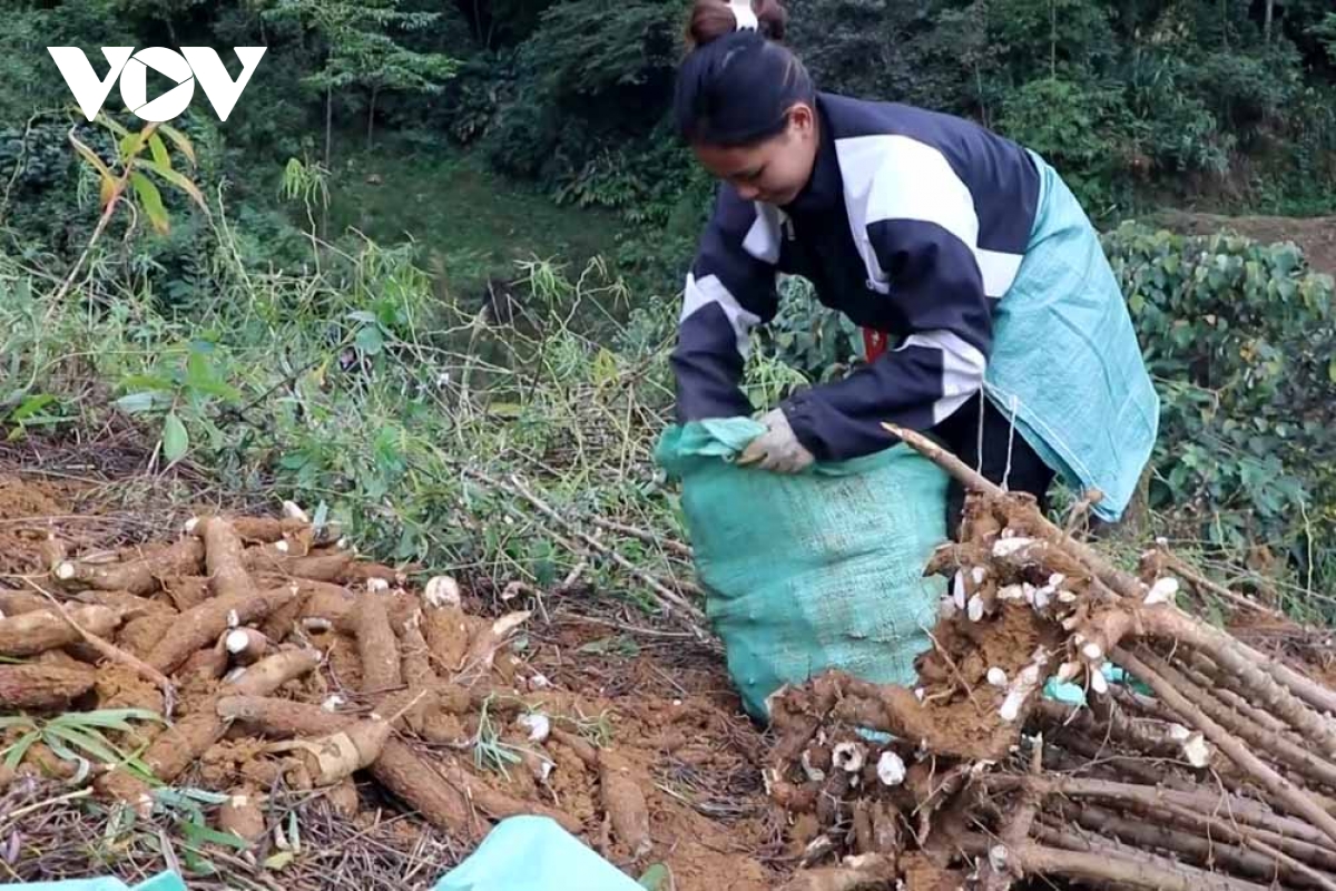 giá thu mua thấp, người trồng sắn ở lai châu đối mặt với khó khăn hình ảnh 2 gia thu mua thap, nguoi trong san o lai chau doi mat voi kho khan hinh anh 2