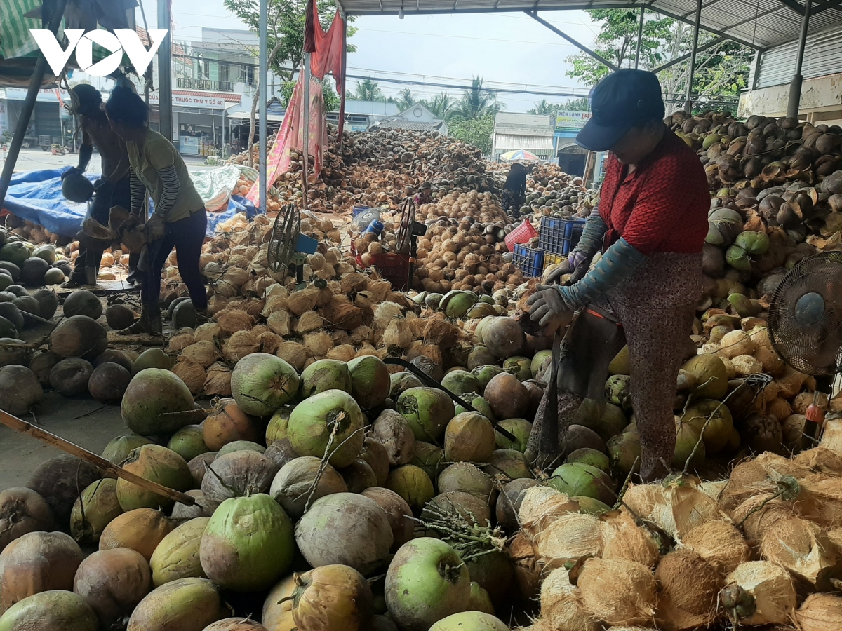 ben tre nang cao gia tri trai dua, tang thu nhap cho 200.000 nong dan hinh anh 2