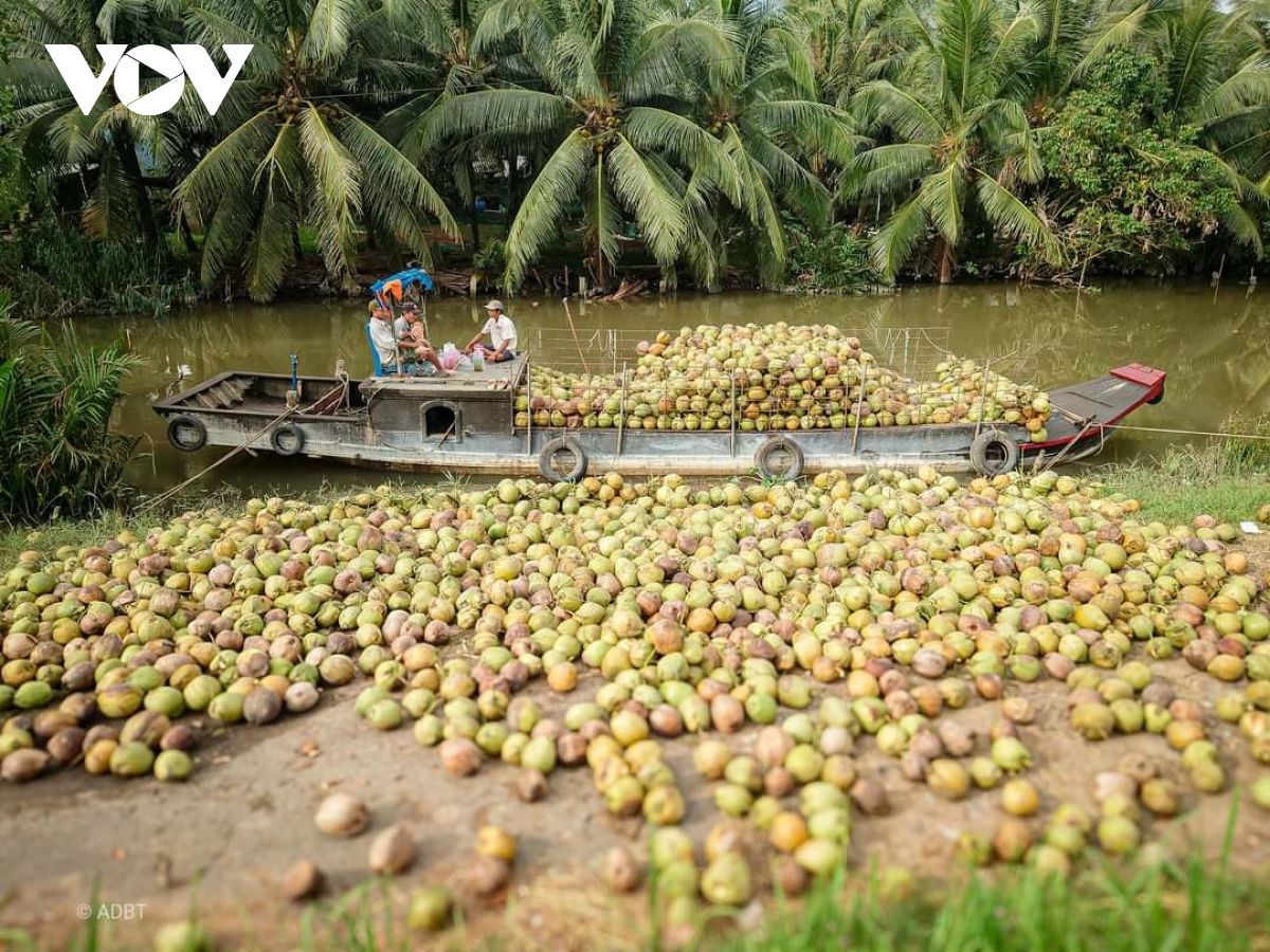 ben tre nang cao gia tri trai dua, tang thu nhap cho 200.000 nong dan hinh anh 1