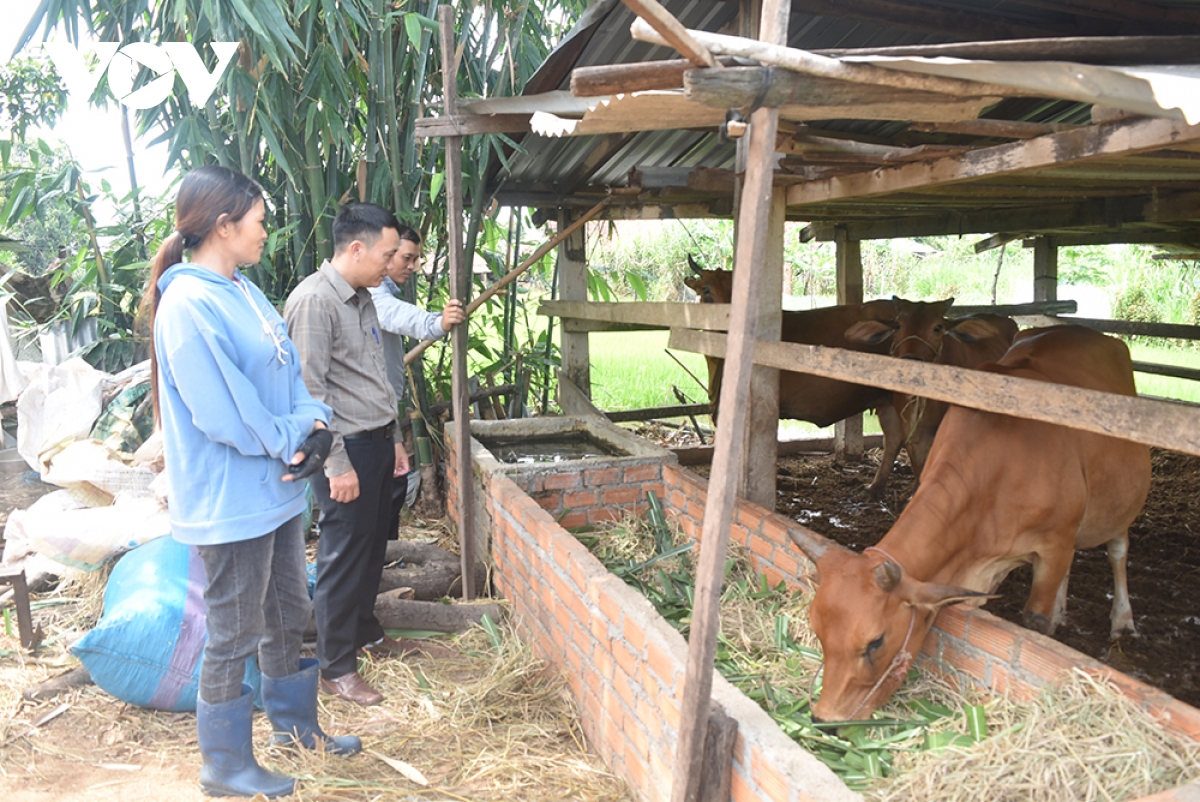 nguoi dan ea sup vuon len lam giau, thoat ngheo hinh anh 2