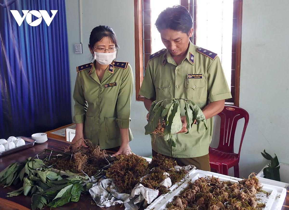 khóc, cười với ma trận đội lốt sâm quý, trục lợi thương hiệu sâm ngọc linh hình ảnh 3 khoc, cuoi voi ma tran doi lot sam quy, truc loi thuong hieu sam ngoc linh hinh anh 3