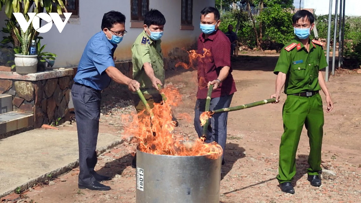 khóc, cười với ma trận đội lốt sâm quý, trục lợi thương hiệu sâm ngọc linh hình ảnh 4 khoc, cuoi voi ma tran doi lot sam quy, truc loi thuong hieu sam ngoc linh hinh anh 4