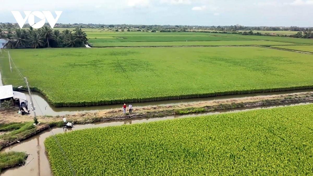 Lúa ST trên đất tôm trúng mùa được giá, nông dân Bạc Liêu phấn khởi