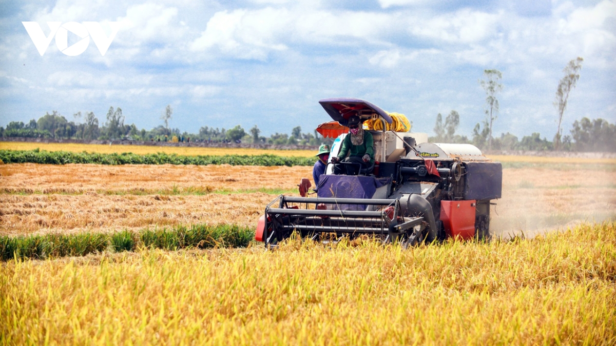 lúa thu Đông được giá, nông dân tiền giang khẩn trương gieo sạ vụ Đông xuân hình ảnh 1 lua thu Dong duoc gia, nong dan tien giang khan truong gieo sa vu Dong xuan hinh anh 1