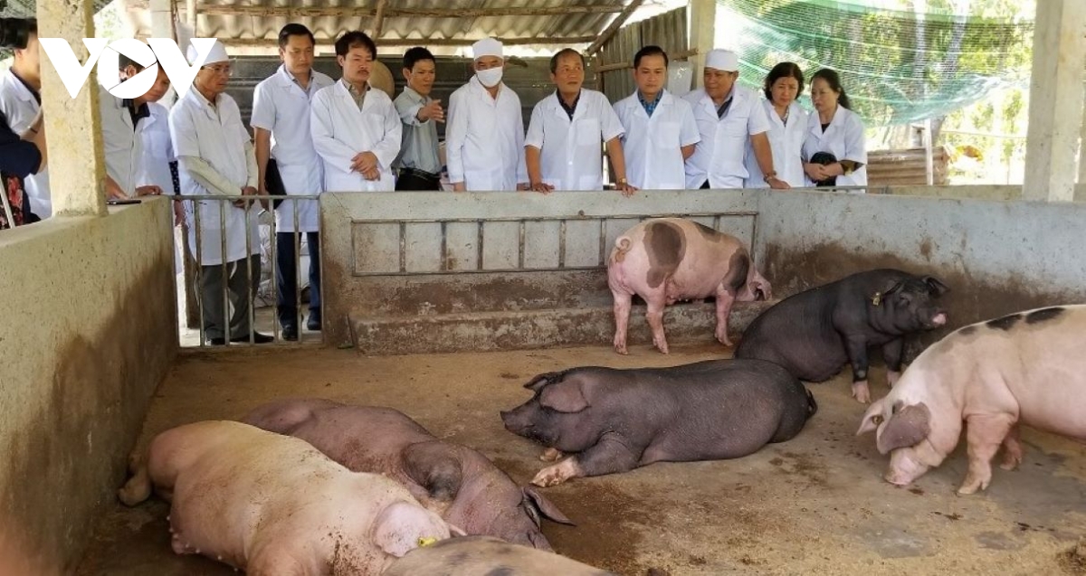 chăn nuôi lợn hữu cơ, an toàn sinh học góp phần phát triển chăn nuôi bền vững hình ảnh 4 chan nuoi lon huu co, an toan sinh hoc gop phan phat trien chan nuoi ben vung hinh anh 4