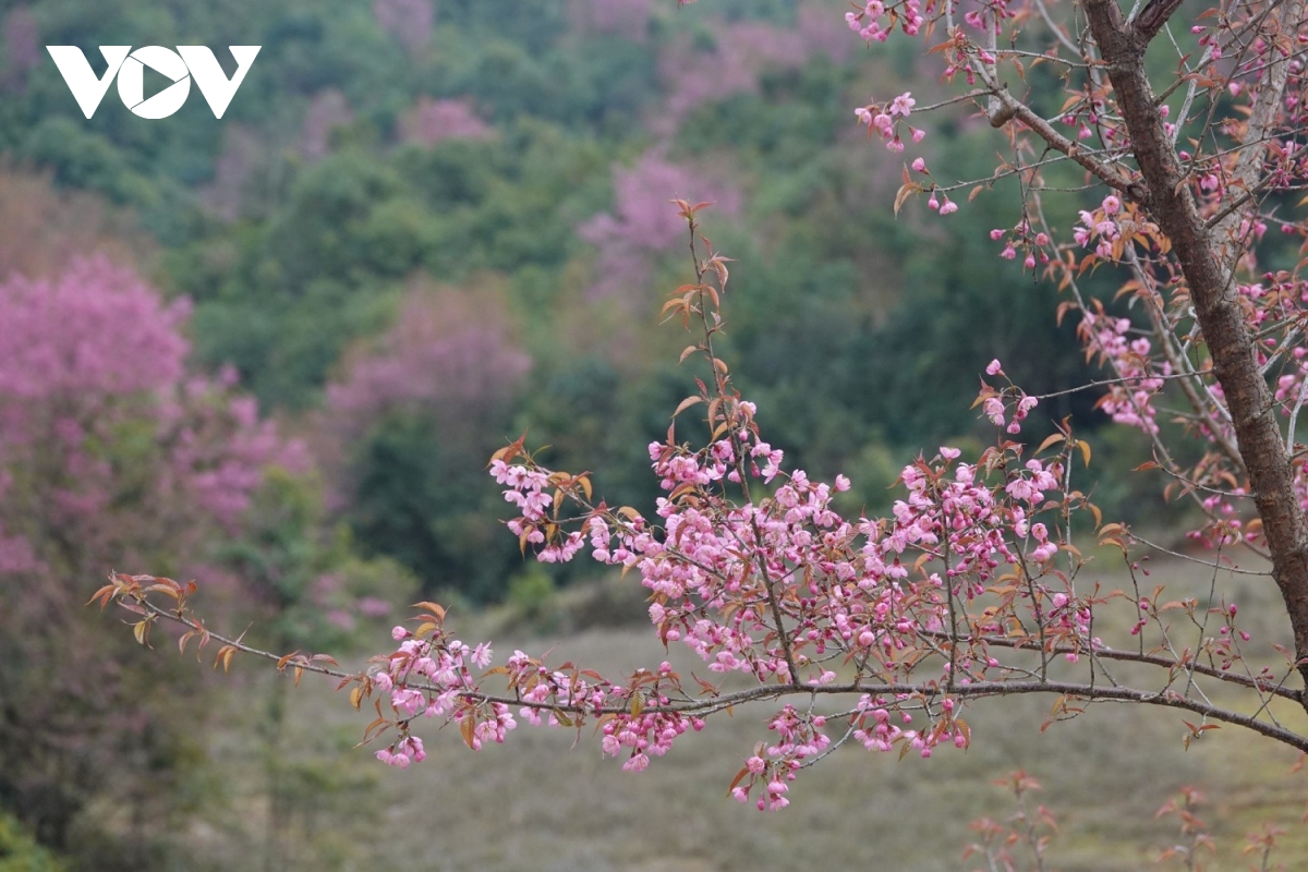 khai mạc festival khèn mông và lễ hội hoa tớ dày huyện mù cang chải năm 2024 hình ảnh 3 khai mac festival khen mong va le hoi hoa to day huyen mu cang chai nam 2024 hinh anh 3