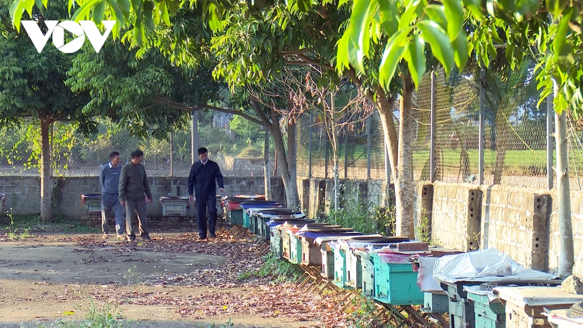 Người dân Phổng Lái có thu nhập ổn định nhờ nuôi ong theo chuỗi liên kết