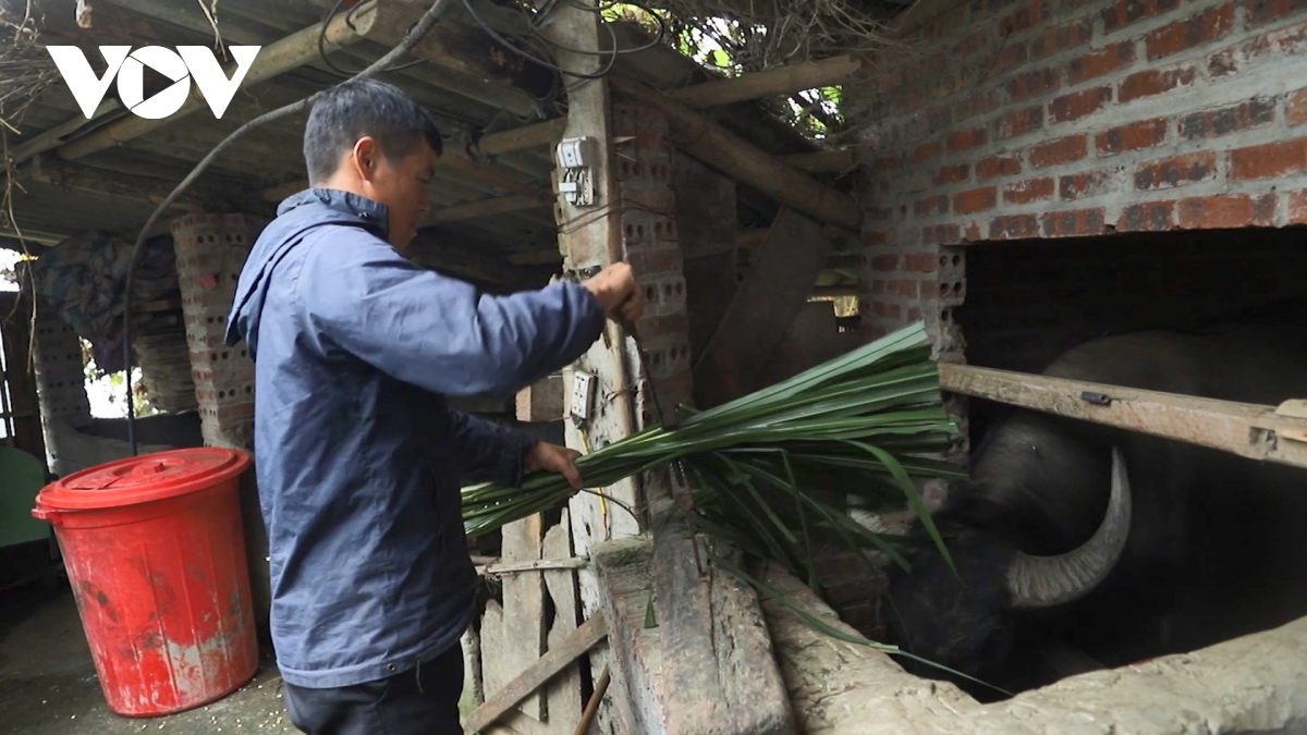 nông dân sa pa tăng cường bảo vệ đàn vật nuôi trước giá rét hình ảnh 1 nong dan sa pa tang cuong bao ve dan vat nuoi truoc gia ret hinh anh 1