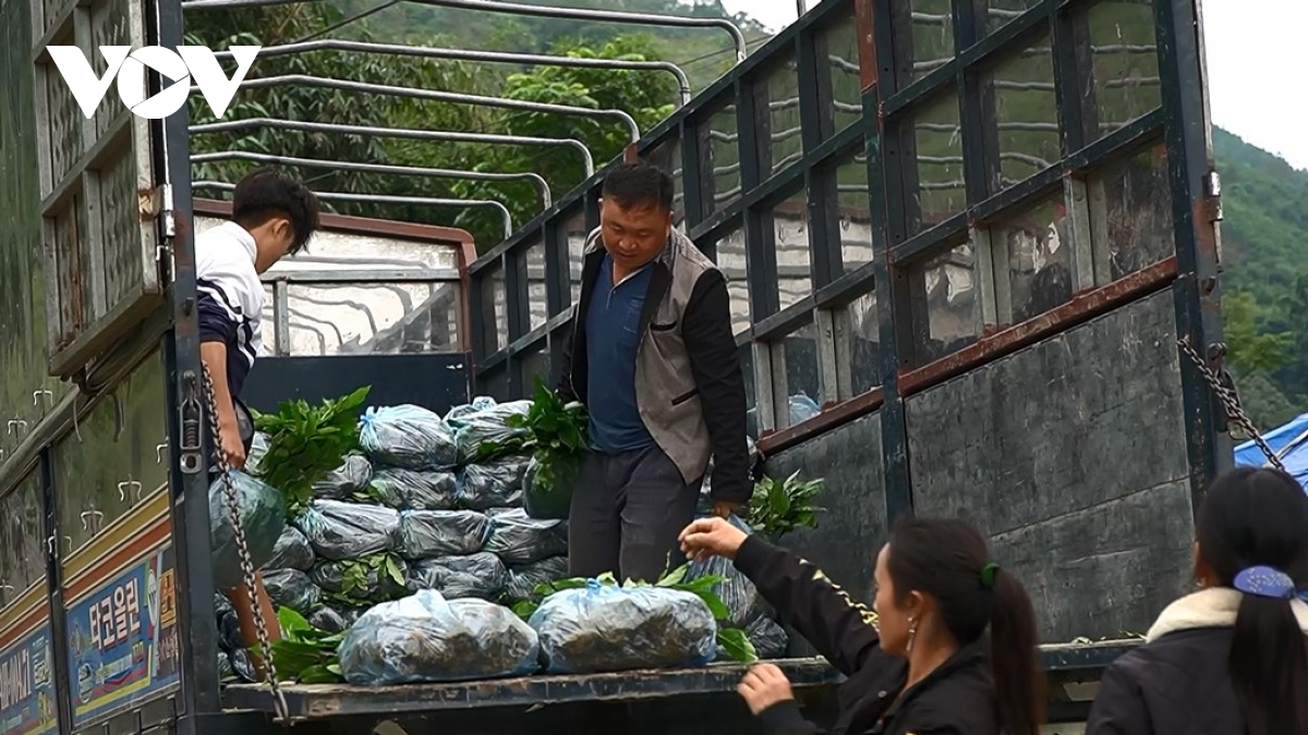 Mô hình sinh kế bền vững, góp phần xóa nghèo ở vùng khó Lào Cai