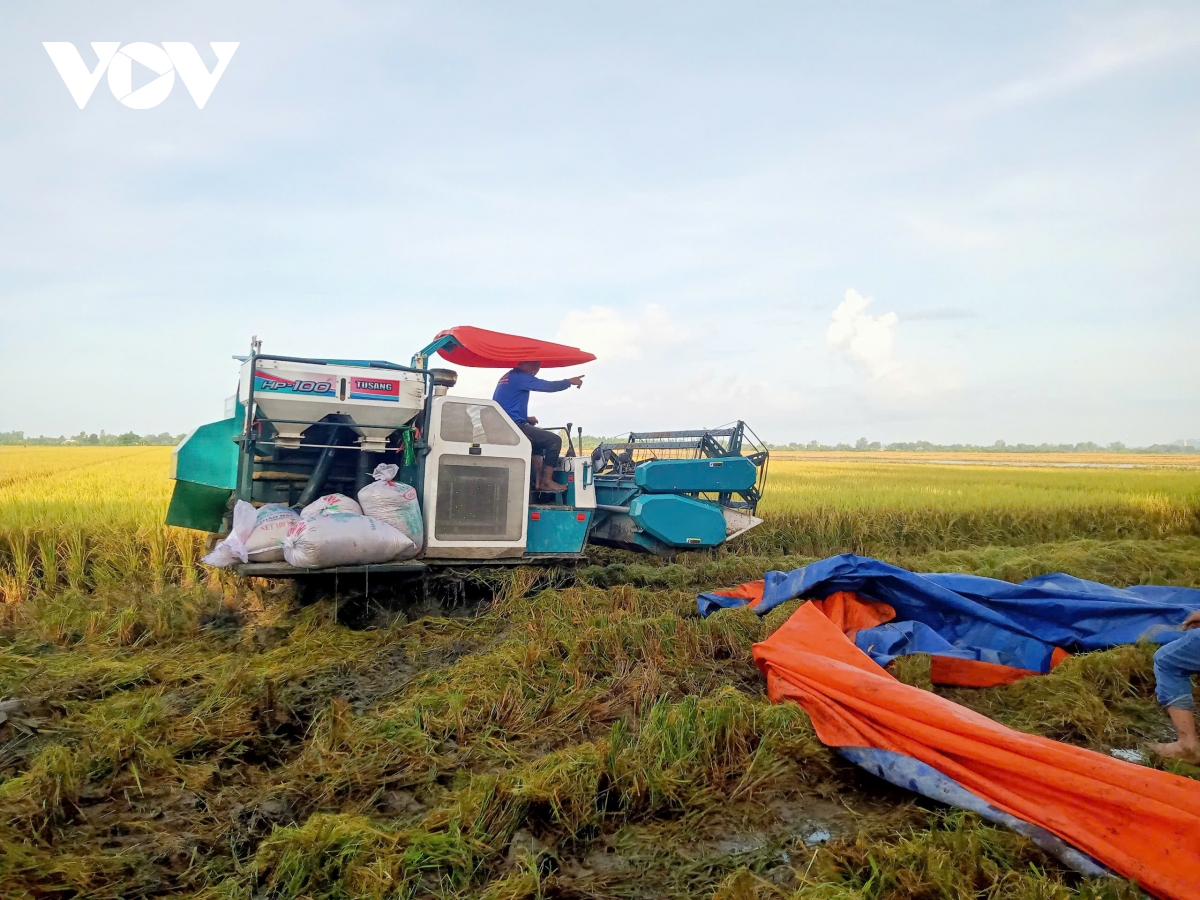 tạo luồng gió mới để vựa lúa Đồng bằng vững bước trong kỷ nguyên vươn mình hình ảnh 4 tao luong gio moi de vua lua Dong bang vung buoc trong ky nguyen vuon minh hinh anh 4
