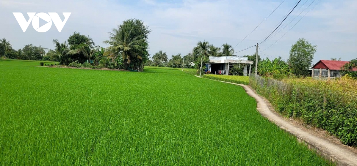nước mặn tăng đột biến, nguy cơ ảnh hưởng nhiều diện tích lúa ở tiền giang hình ảnh 2 nuoc man tang dot bien, nguy co anh huong nhieu dien tich lua o tien giang hinh anh 2