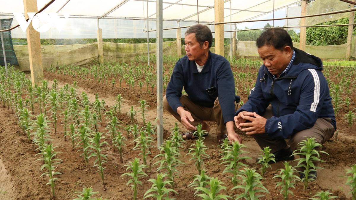 mô hình trông hoa chất lượng cao tạo thu nhập ổn định cho nông dân vùng cao xứ huế hình ảnh 5 mo hinh trong hoa chat luong cao tao thu nhap on dinh cho nong dan vung cao xu hue hinh anh 5