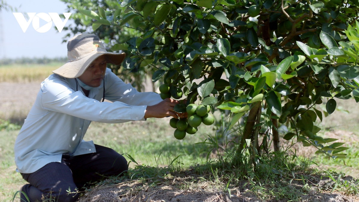nông dân trà vinh ứng dụng mạnh mẽ chuyển đổi số vào sản xuất nông nghiệp hình ảnh 2 nong dan tra vinh ung dung manh me chuyen doi so vao san xuat nong nghiep hinh anh 2
