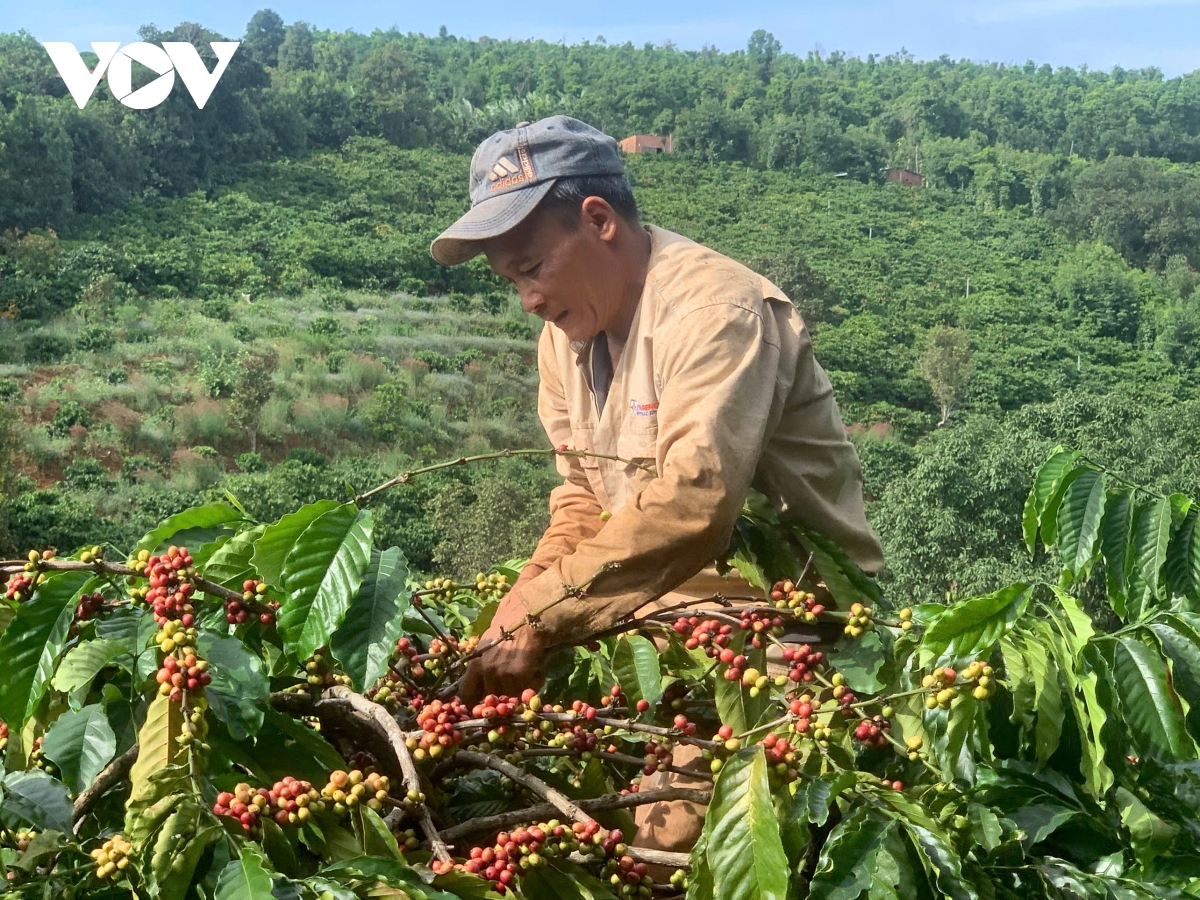 Nông dân Gia Lai phấn khởi vào vụ thu hoạch cà phê