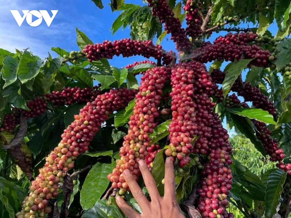 nông dân gia lai phấn khởi vào vụ thu hoạch cà phê hình ảnh 3 nong dan gia lai phan khoi vao vu thu hoach ca phe hinh anh 3