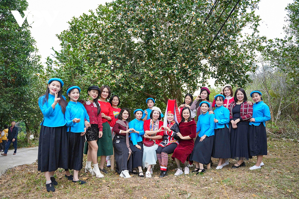 Hoa sở nở trắng rừng trên biên giới Quảng Ninh