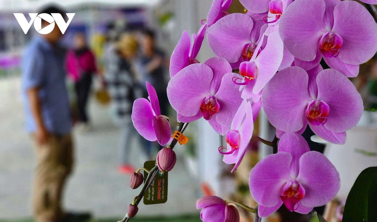 Đà lạt mở phiên chợ rau hoa quảng bá và xúc tiến thương mại hình ảnh 3 Da lat mo phien cho rau hoa quang ba va xuc tien thuong mai hinh anh 3