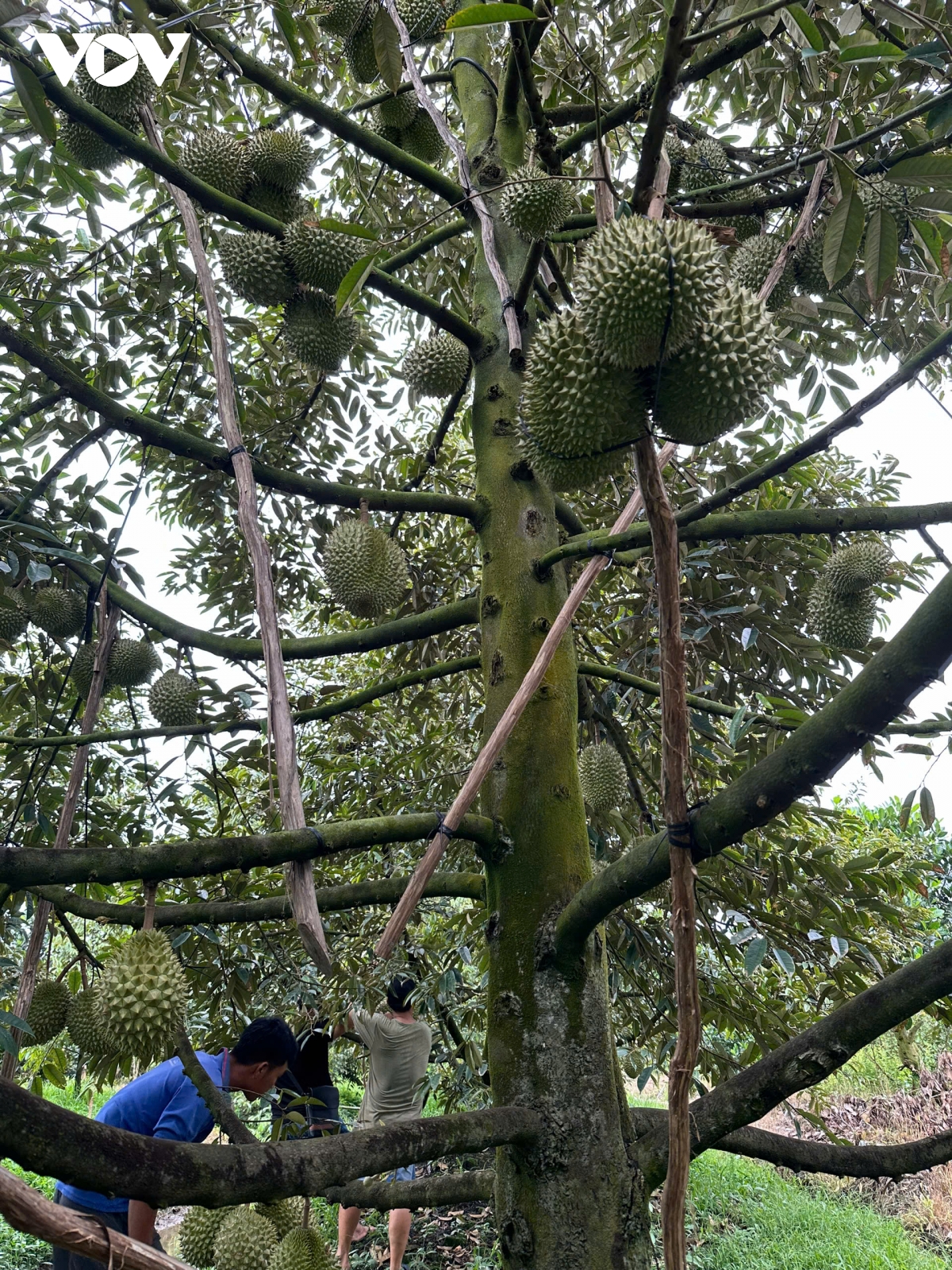 gia sau rieng o muc cao, nhieu nong dan tien giang hua hen boi thu mua tet hinh anh 1