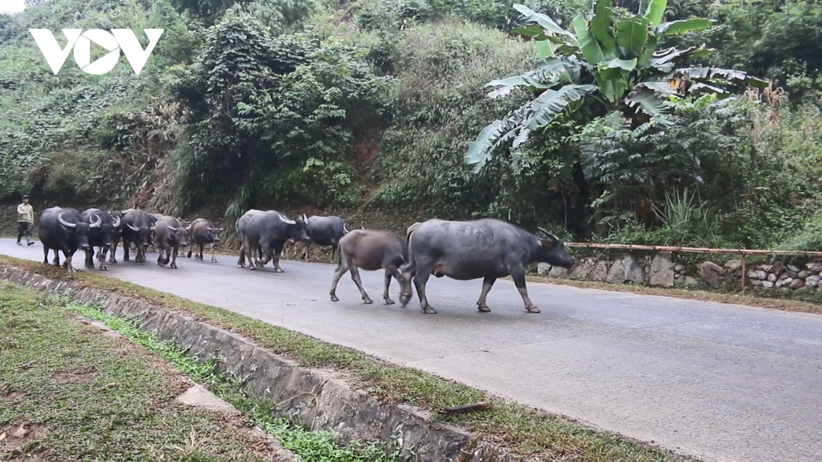 nông dân sa pa tăng cường bảo vệ đàn vật nuôi trước giá rét hình ảnh 2 nong dan sa pa tang cuong bao ve dan vat nuoi truoc gia ret hinh anh 2
