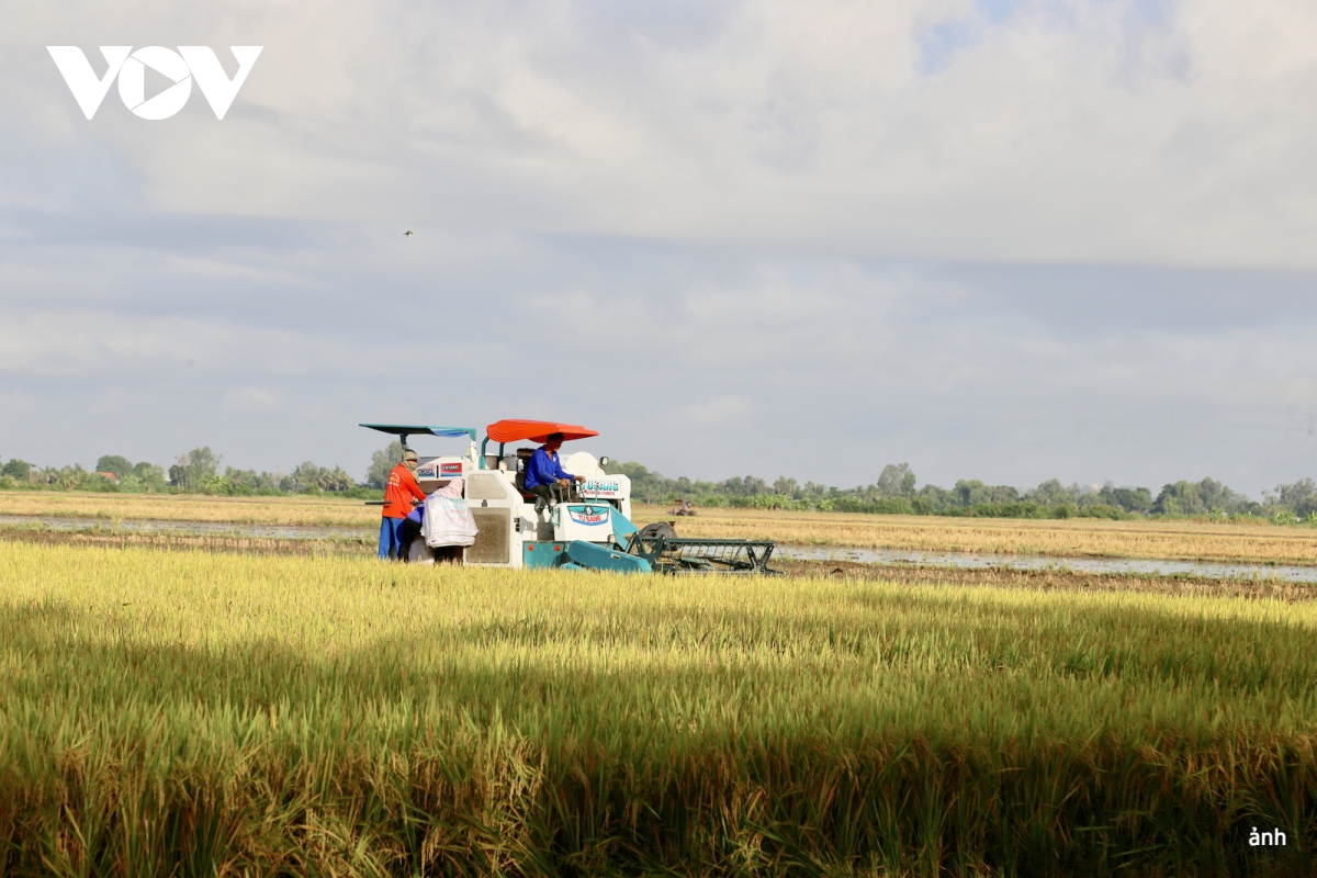 tạo luồng gió mới để vựa lúa Đồng bằng vững bước trong kỷ nguyên vươn mình hình ảnh 5 tao luong gio moi de vua lua Dong bang vung buoc trong ky nguyen vuon minh hinh anh 5
