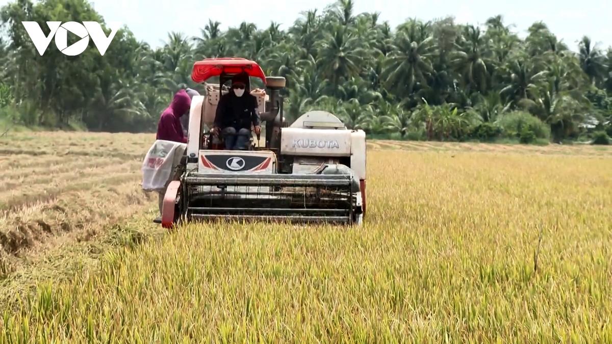 Lúa Thu đông sớm được cả giá lẫn năng suất, nông dân Trà Vinh phấn khởi