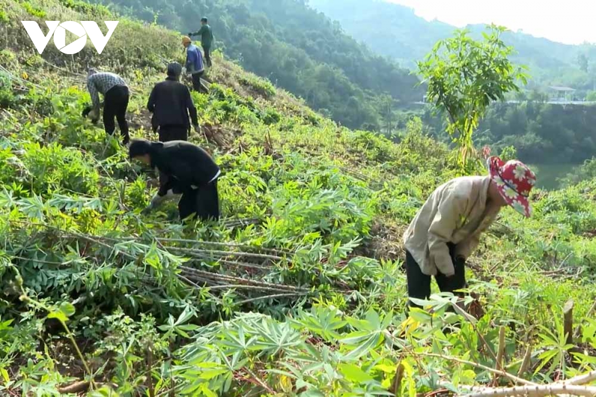 Giá thu mua thấp, người trồng sắn ở Lai Châu đối mặt với khó khăn