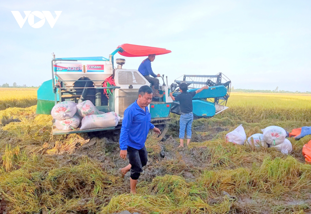 Đoàn của bộ nông nghiệp cuba tìm hiểu hoạt động sản xuất nông nghiệp tại cần thơ hình ảnh 2 Doan cua bo nong nghiep cuba tim hieu hoat dong san xuat nong nghiep tai can tho hinh anh 2