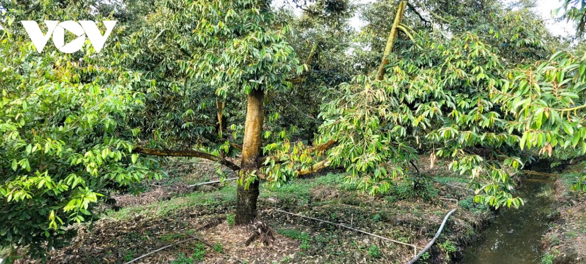 tiền giang chủ động phòng chống hạn mặn bảo vệ cây tỉ phú hình ảnh 1 tien giang chu dong phong chong han man bao ve cay ti phu hinh anh 1