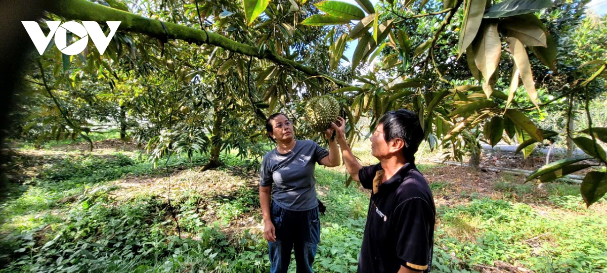 Tiền Giang chủ động phòng chống hạn mặn bảo vệ cây "tỉ phú"