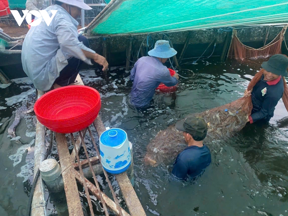 Tôm thẻ giá kỷ lục, người nuôi ở Tiền Giang lãi to