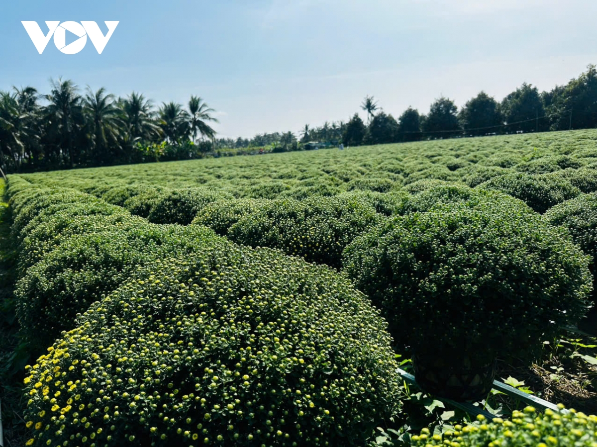 Bến Tre: Hỗ trợ nông dân trồng Cúc Mâm xôi khắc phục tình trạng "chậm ra hoa"